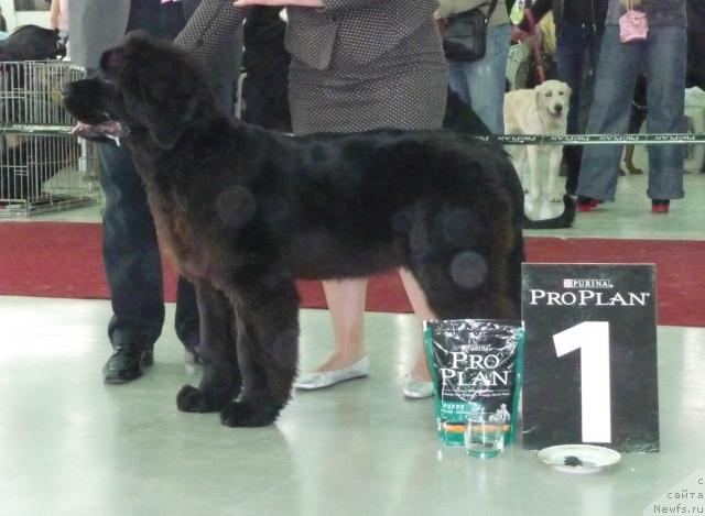 Фото: ньюфаундленд Акватория Келвин Импрессарио