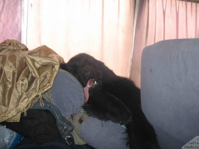 Фото: ньюфаундленд Коломба Нэра из Племени Кедра