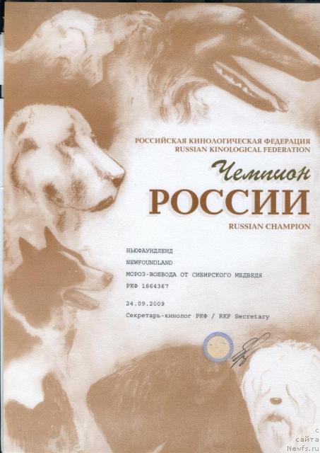 Фото: ньюфаундленд Мороз-Воевода от Сибирского Медведя