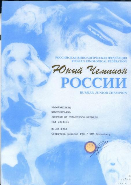 Фото: ньюфаундленд Симуран от Сибирского Медведя