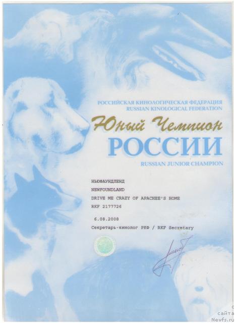 Фото: ньюфаундленд Drive Me Crazy of Apachee's Home