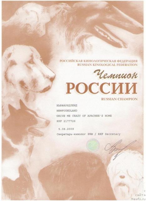 Фото: ньюфаундленд Drive Me Crazy of Apachee's Home