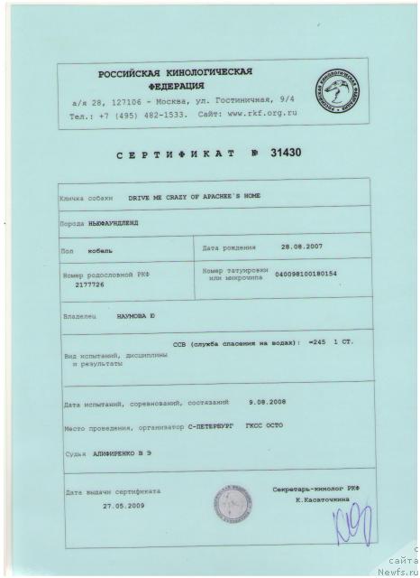 Фото: ньюфаундленд Drive Me Crazy of Apachee's Home