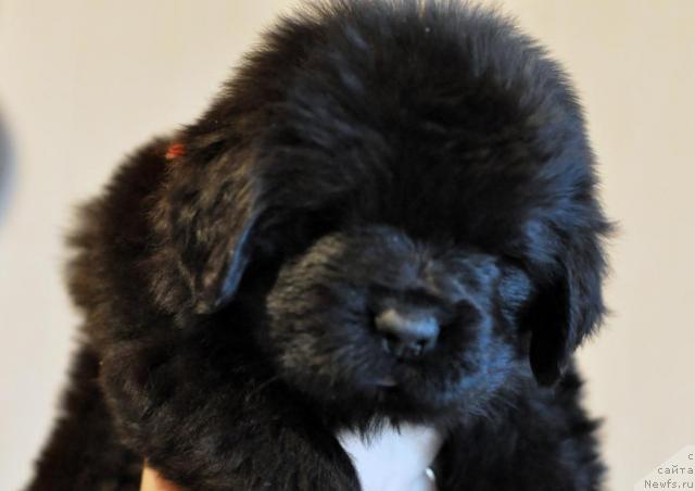 Фото: ньюфаундленд Потап Я