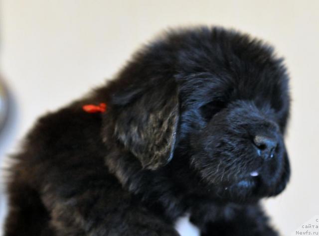 Фото: ньюфаундленд Потап Я