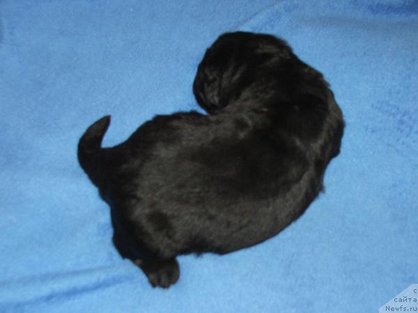 Фото: ньюфаундленд Плюшевая Панда Светская Львица (Plushevaya Panda Svetskaja Lviza)