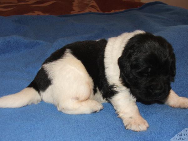 Фото: ньюфаундленд Плюшевая Панда Стиль-Санкт-Петербурга