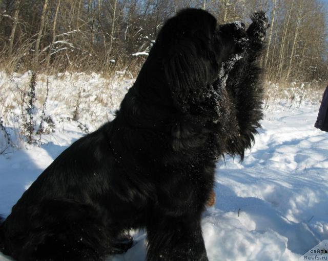 Фото: ньюфаундленд King of Helluland Dizzy Beauty