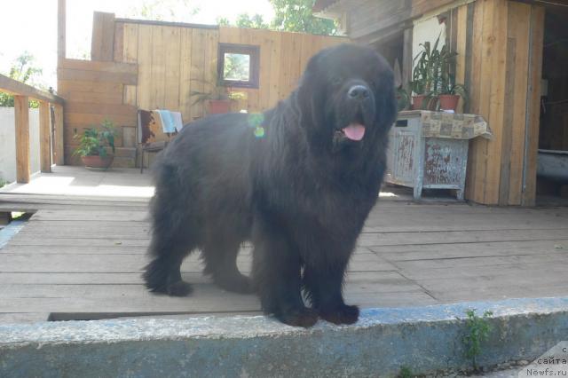 Фото: ньюфаундленд Супер Премиум Амелия Экшен