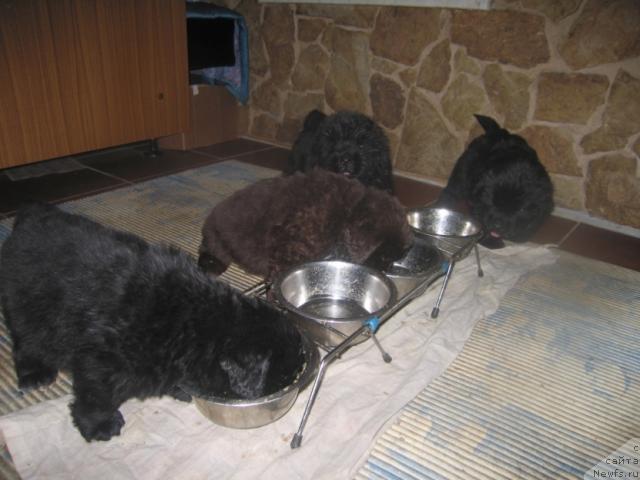 Фото: ньюфаундленд Виндзорская Проказница Лава