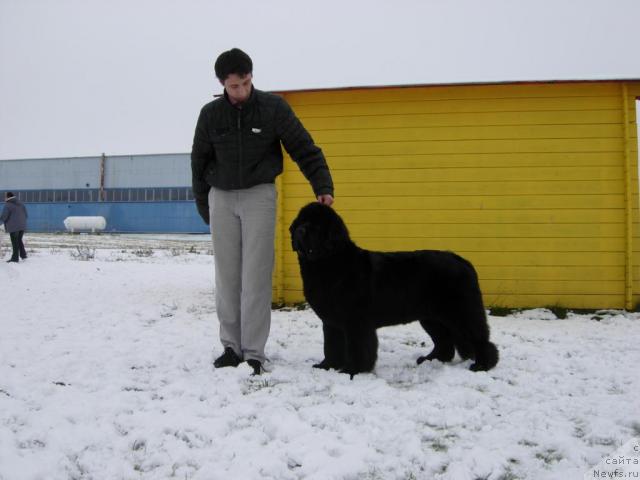 Фото: ньюфаундленд Skippers Only You for Smigar, Александр Коротков