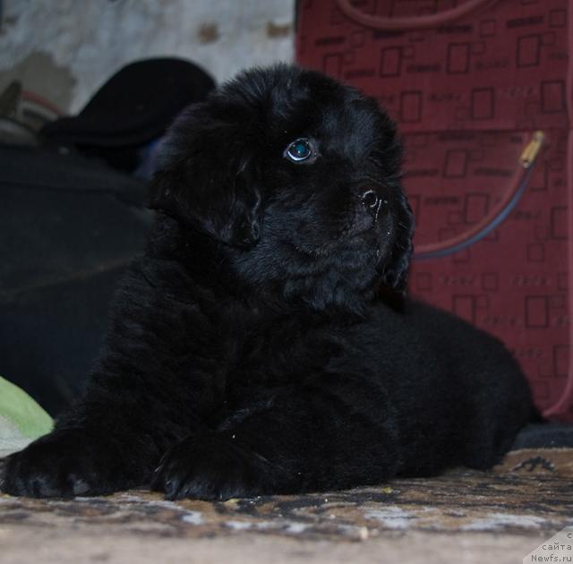 Фото: ньюфаундленд Изумрудная Лагуна Аргона