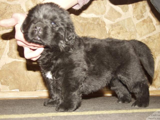 Фото: ньюфаундленд Виндзорская Проказница Лава