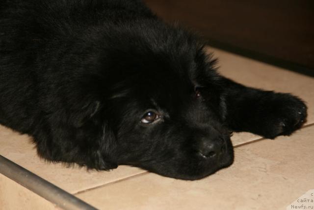 Фото: ньюфаундленд Инфант Королевы Боди Силк