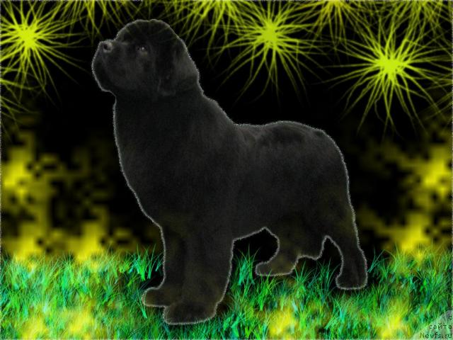 Фото: ньюфаундленд Амулет Любви и Счастья (Amulet Lyubvi i Schastya)