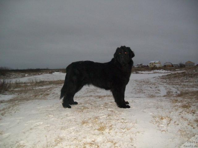 Фото: ньюфаундленд Глория Гранд Блек