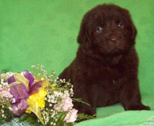 Фото: ньюфаундленд Одна на Миллион