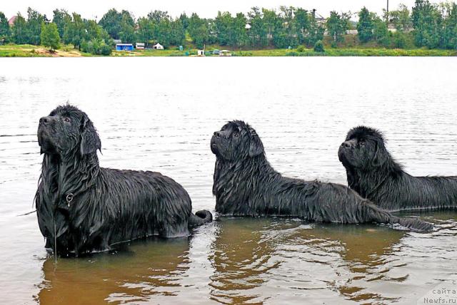 Фото: ньюфаундленд Акватория Келвин Голден Спирит (Aquatoriya Kelvin Golden Spirit), Грей, ньюфаундленд Skippers Secret Agent For Donat's Pride