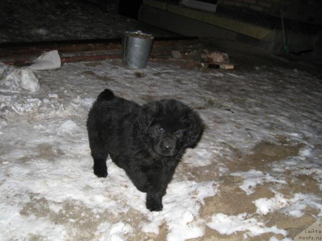 Фото: ньюфаундленд Ирида Вестница Богов