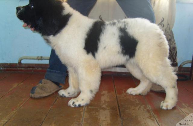 Фото: Щенок Сука от, ньюфаундленд Сафира, и, ньюфаундленд Плюшевая Панда Диланд (Plushevaya Panda Diland)