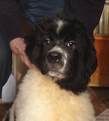 Фото: щенок сука от, ньюфаундленд Сафира, и, ньюфаундленд Плюшевая Панда Диланд (Plushevaya Panda Diland)