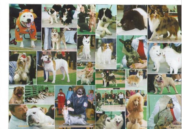 Фото: ньюфаундленд Питерньюф Продижи (Piternyuf Prodigy)