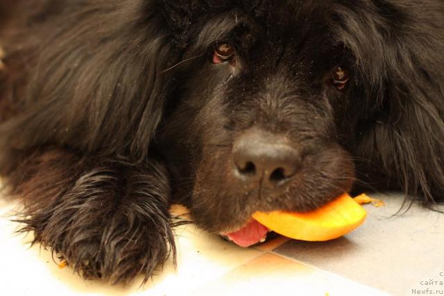 Фото: ньюфаундленд Вожди Атлантиды Габби