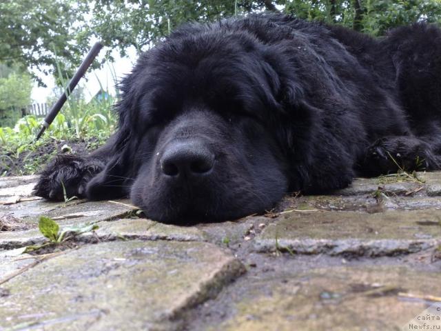 Фото: ньюфаундленд Великий Медведь Загадка