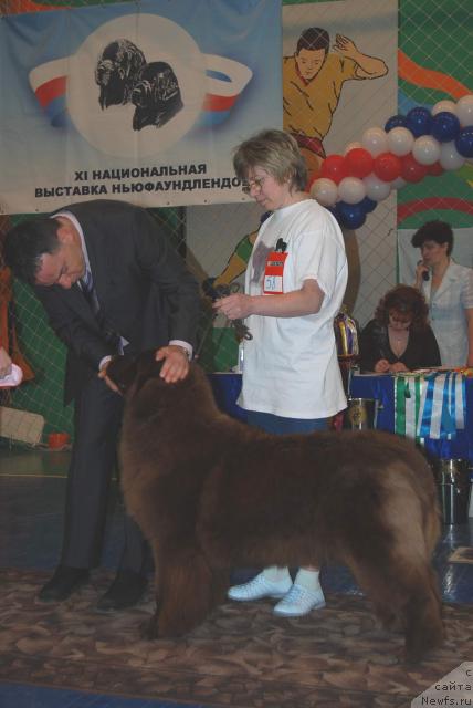 Фото: ньюфаундленд Веснушка из Царства Медведей