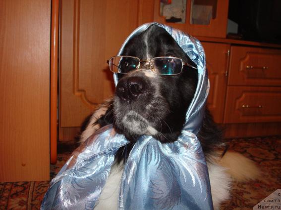 Фото: ньюфаундленд Маг Исполин Инфанта (Mag Ispolin Infanta)