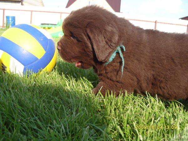 Фото: ньюфаундленд Амстердам