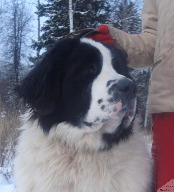 Фото: ньюфаундленд Хризолит Серебрянный Блеск из Уникальной Коллекции