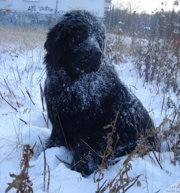 Фото: ньюфаундленд Их Высочество Баттерфляй Блэк Омелия