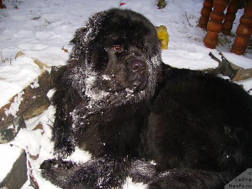 Фото: ньюфаундленд Обуш Шед Юкотан Золотой Ручей