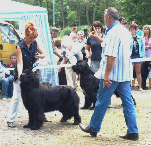 Фото: ньюфаундленд Паулина Вялiкi Мядзведзь (Pavlina Vialiki Miadzvedz)