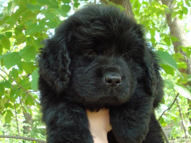 Фото: ньюфаундленд Маг Исполин Лазурит