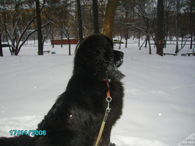 Фото: ньюфаундленд Обуш Шед Юкотан Золотой Ручей