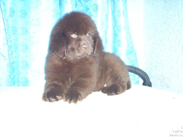 Фото: ньюфаундленд Ривьера Лазурь