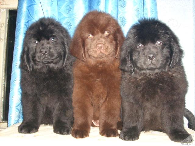 Фото: ньюфаундленд Романтика Дана Бест, ньюфаундленд Ривьера Лазурь, ньюфаундленд Роскошь Золотая