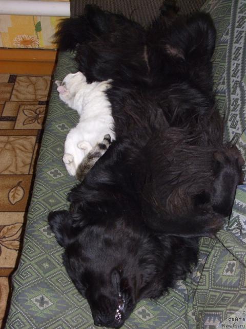 Фото: ньюфаундленд Лесная Сказка Лунная Соната