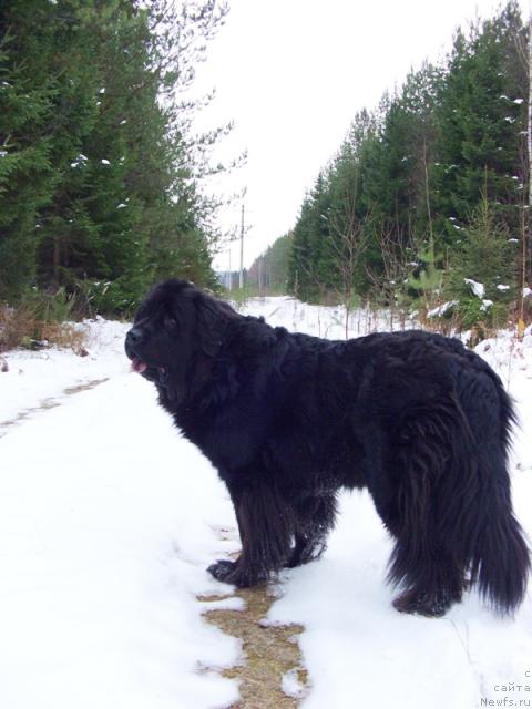 Фото: ньюфаундленд Лесная Сказка Лунная Соната