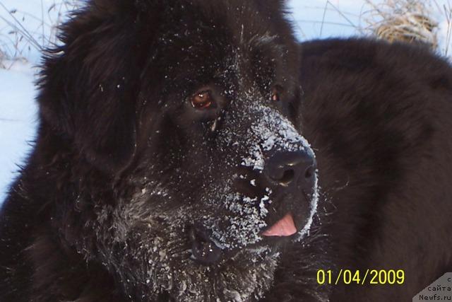 Фото: ньюфаундленд Дар Свезы Апельсинка-Мандаринка, ньюфаундленд Дар Свезы Апельсинка-Мандаринка