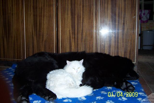 Фото: ньюфаундленд Дар Свезы Апельсинка-Мандаринка