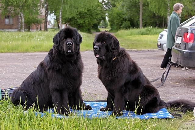 Фото: ньюфаундленд Дар Свезы Апельсинка-Мандаринка, ньюфаундленд Гай Нью Спейс Престиж (Gay New Space Prestizh)