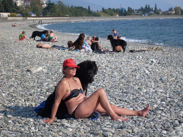 Фото: ньюфаундленд Дар Свезы Апельсинка-Мандаринка, Надежда Федосеева