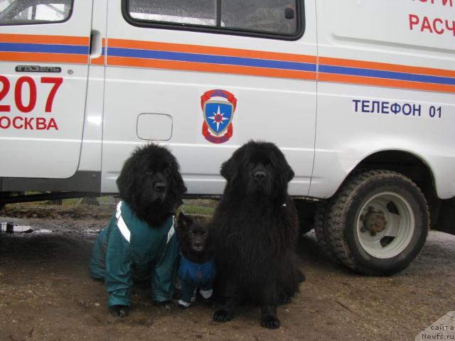 Фото: ньюфаундленд Сангрия, Фэста, ньюфаундленд Чанси из Золотого Треугольника