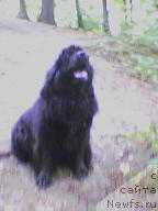 Фото: ньюфаундленд Санта оф Нептуниас