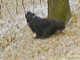 Фото: ньюфаундленд Санта оф Нептуниас