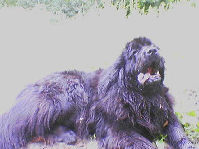 Фото: ньюфаундленд Санта оф Нептуниас