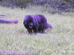 Фото: ньюфаундленд Санта оф Нептуниас